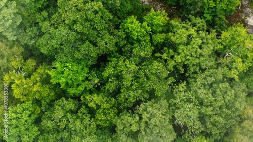 Aerial shot flying over foggy green treetops of mostly oak trees on a rocky mountainside near Boone, North Carolina