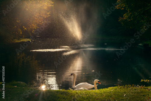 The beautiful scene in the autumn park. Contrast image with two white swan near waterfall.