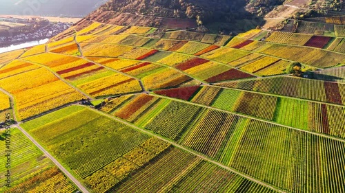 Aerial drone view of autumn vineyard terraces. Mosel Valley wine region Germany Balstein. High quality 4k footage photo