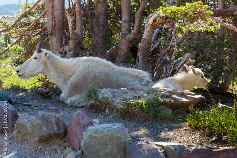 mother and kid mountain goats in Glacier National Park, Montana mother and kid mountain goats in Glacier National Park, Montana