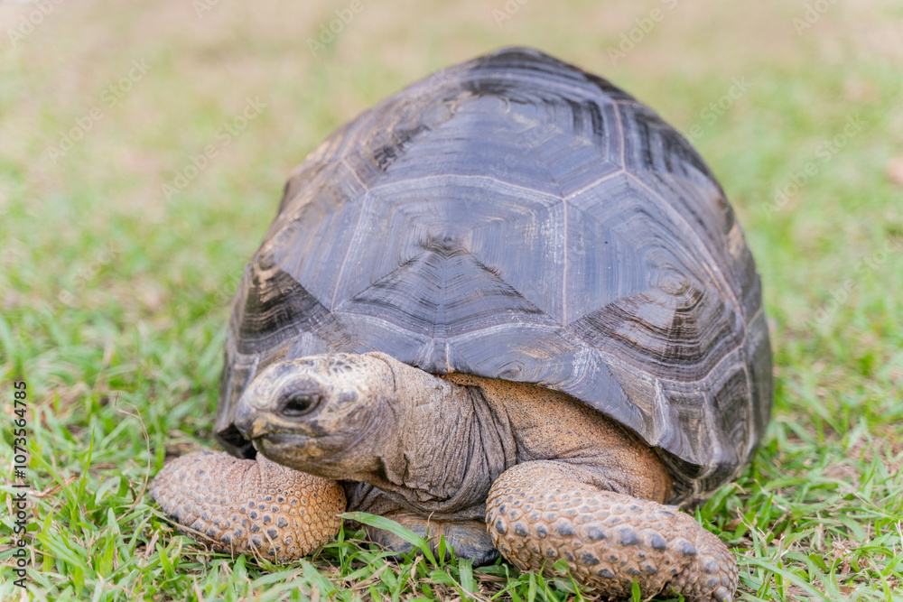 Obraz premium This photo captures an Aldabra giant tortoise leisurely walking across a grassy field. With its ancient, textured shell and powerful claws