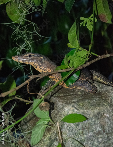 lizard