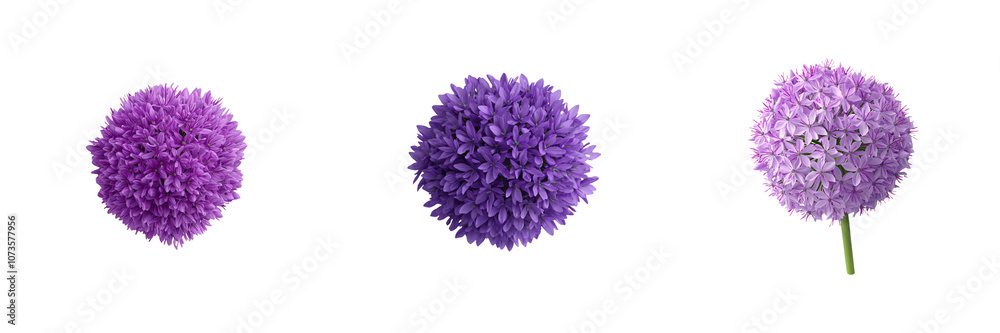 Fototapeta premium Bright purple allium flowers in clustered spherical shapes, showcasing beauty, isolate white background