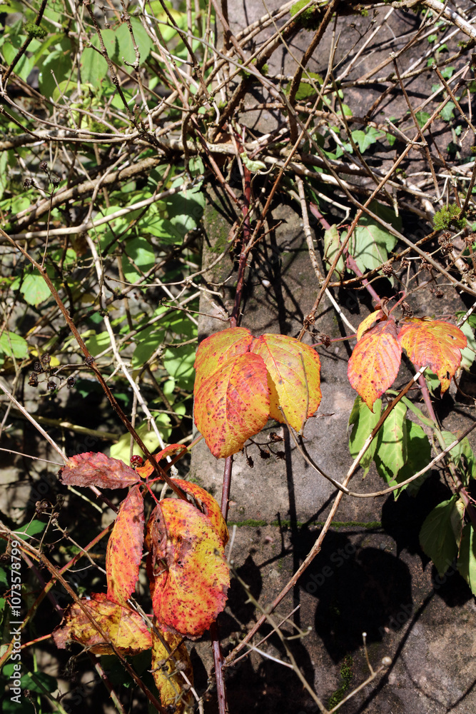 Closeup of golden Blackberry leaves in Autumn, Derbyshire England
Closeup of golden Blackberry leaves in Autumn, Derbyshire England