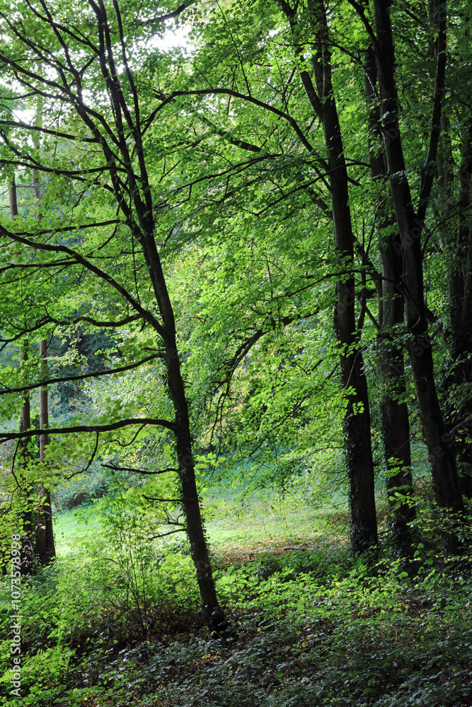 Obraz premium English woodland dell, Derbyshire England 