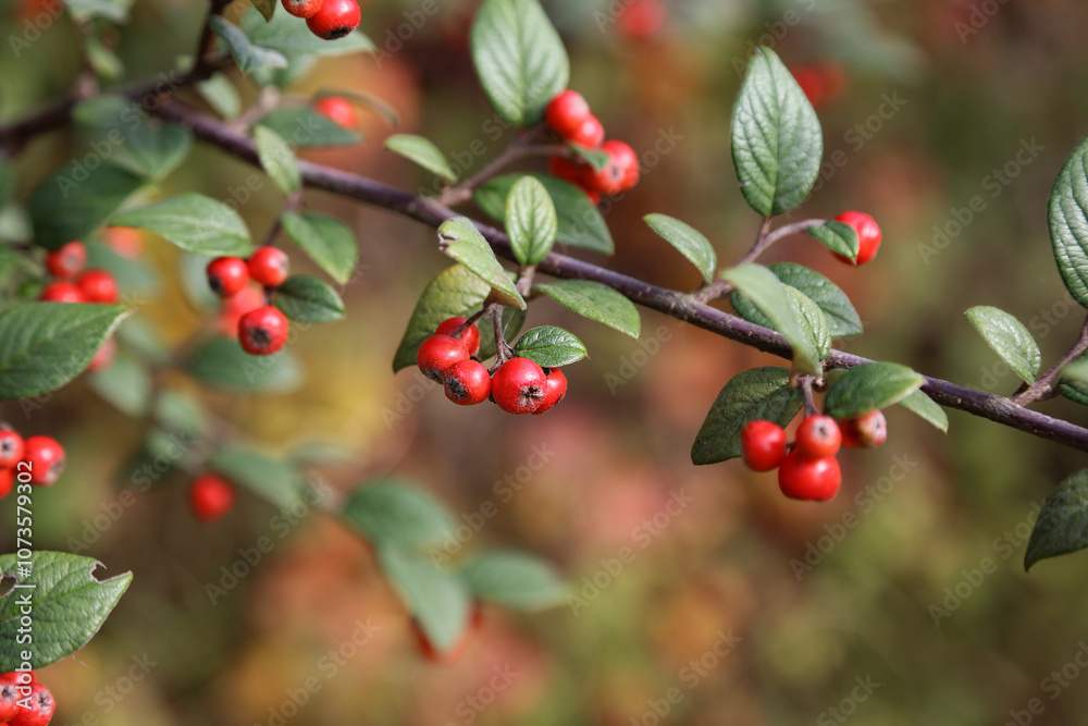 Macro image of Cotoneaster berries and foliage, Derbyshire England
Macro image of Cotoneaster berries and foliage, Derbyshire England