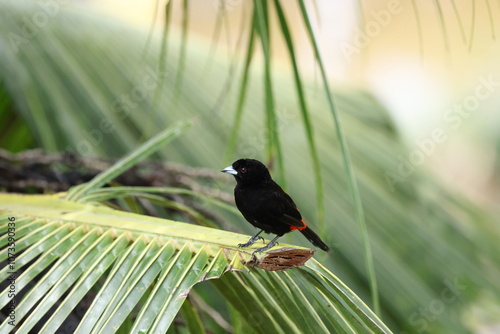 Scarlet-rumped tanager