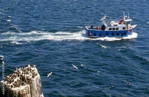 colonie oiseaux de mer; Guillemot de troil; Uria aalge; Mouette tridactyle; Rissa tridactyla; réserve nation iles Farne; Ecasse; Grande Bretagne photo