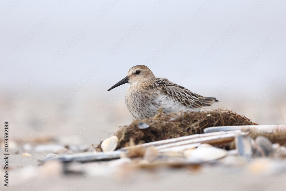 Dunlin Dunlin