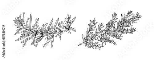 Rosemary leaves arrangement line art on white background. Silhouette rosemary herbal hand drawn element for aromatic, cosmetic, invitation frame design, vector illustration