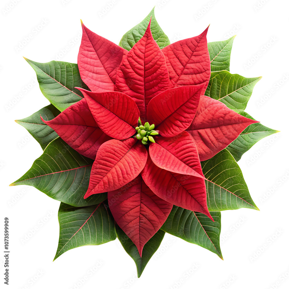 red poinsettia isolated on white red poinsettia isolated on white