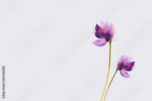 Minimal watercolor illustration of a saffron flower against white background with copy space. Delicate crocus flower blooming in the spring.
