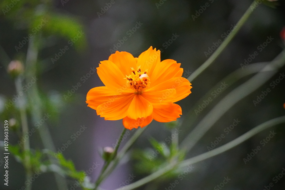 Sulfur cosmos, bright orange and yellow flowers, summer blooms, pollinator-friendly, daisy-like petals, easy-care plant, wildflower, garden beauty, warm colors, sunny garden Sulfur cosmos, bright orange and yellow flowers, summer blooms, pollinator-friendly, daisy-like petals, easy-care plant, wildflower, garden beauty, warm colors, sunny garden