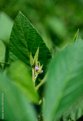 Soybean crop field , in the Buenos Aires Province Countryside, Argentina. photo