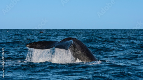 Sohutern right whale tail lobtailing, endangered species, Patagonia,Argentina