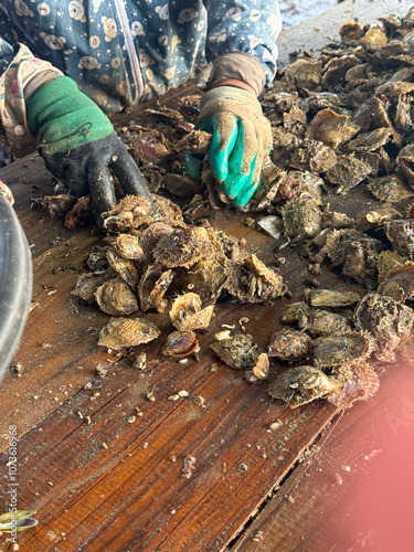 Sorting Pearl Oysters in Ha Long Bay, Vietnam photo