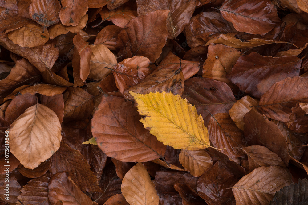 GOLDEN AUTUMN LANDSCAPE - Fallen dry leaves on the ground
