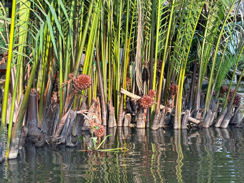 Water Coconuts on the Muddy River Banks in Vietnam photo