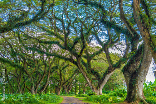 Green canopy in ancient tropical forest Giant Trembesi (Albizia saman -Rain Tree), giant trees with huge trunks and branches at Jawatan Benculuk Banyuwangi. Travel destination in East Java, Indonesia. photo