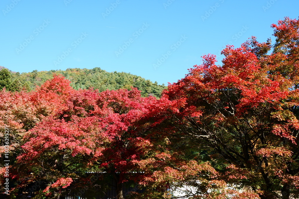 The autumn leaves during this season are beautiful
The autumn leaves during this season are beautiful