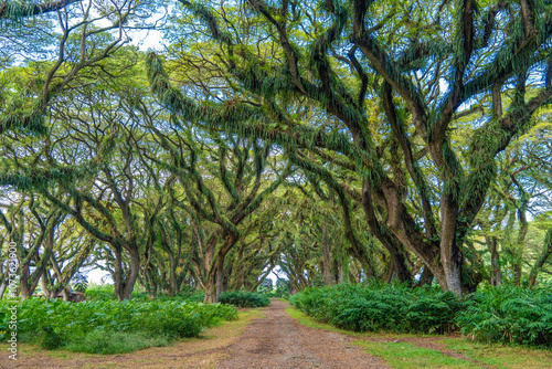 Foto Green canopy in ancient tropical forest Giant Trembesi (Albizia saman -Rain Tree), giant trees with huge trunks and branches at Jawatan Benculuk Banyuwangi