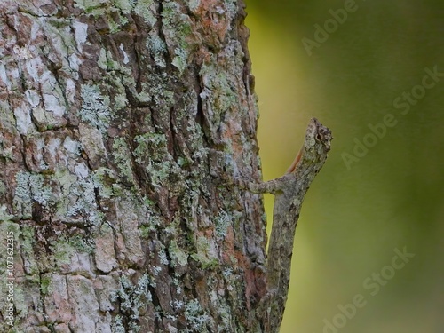 Camouflaged Lizard on Tree Bark Reptile Wildlife Nature Green Close up Animal Tropical Forest