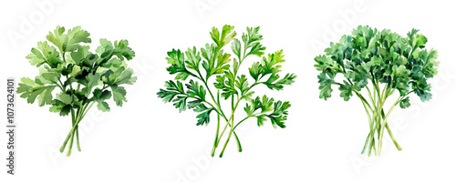 Watercolor set of green bunches of parsley png. Bunch of green fragrant parsley watercolor. Fresh culinary seasoning. Vector illustration.