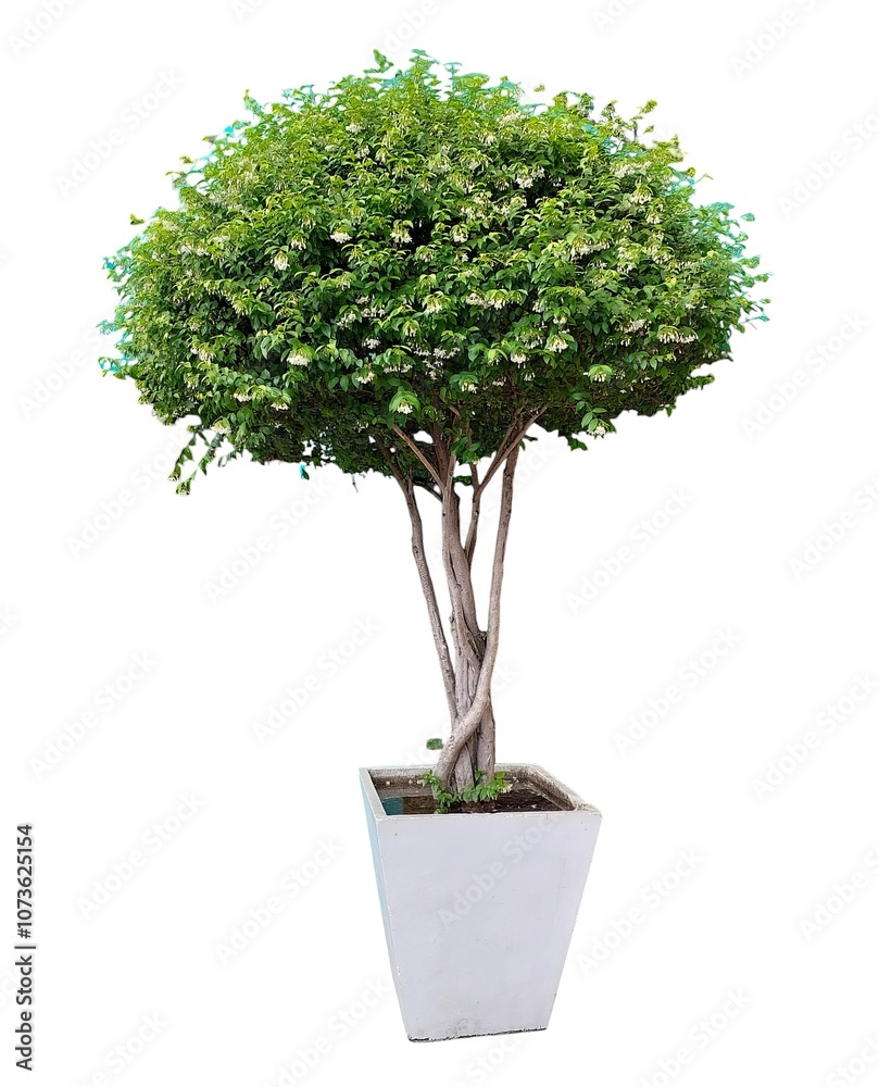 Green Tree with White Flowers in White Pot Isolated on White Background Green Tree with White Flowers in White Pot Isolated on White Background