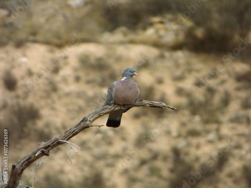 lilac roller on a branch photo