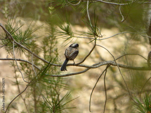 bird on a branch photo