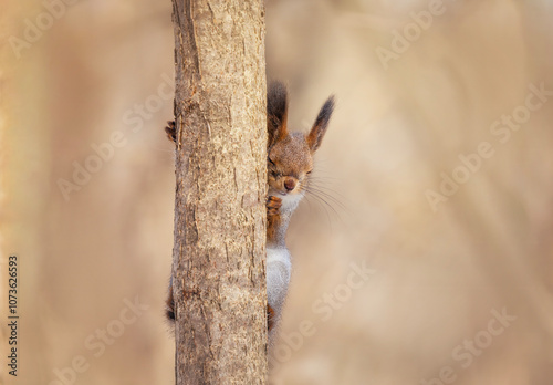 cute funny little animal red squirrel sitting on tree trunk in park closing eyes
