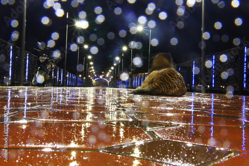 Stray dogs walking in rainy weather. Dogs enjoying the rain on the bridge on Ordu beach. bokeh light effect