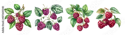Watercolor set of raspberries png. Vintage elements of raspberry bushes with leaves and pink berries watercolor on transparent background. Fragrant forest mill. Vector illustration.