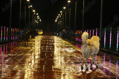 Stray dogs walking in rainy weather. Dogs enjoying the rain on a bridge on Ordu beach