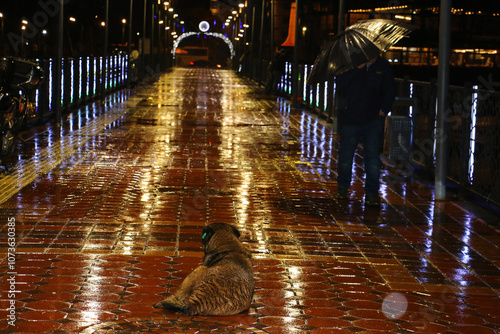 Stray dogs walking in rainy weather. Dogs enjoying the rain on a bridge on Ordu beach