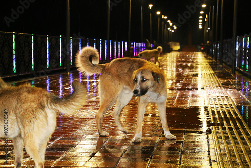 Stray dogs walking in rainy weather. Dogs enjoying the rain on a bridge on Ordu beach