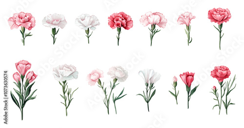 Watercolor set of carnation flowers png. White pink and red carnations with watercolor leaves and stems on transparent background. Watercolor flowers. Vector illustration.