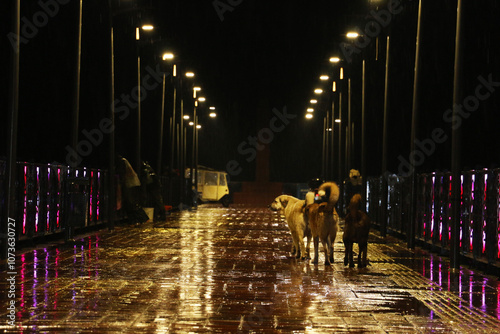 Stray dogs walking in rainy weather. Dogs enjoying the rain on a bridge on Ordu beach