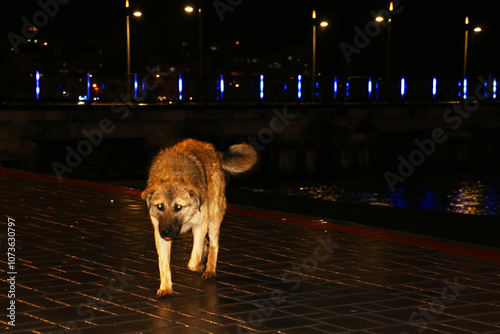 Stray dogs walking in rainy weather. Dogs enjoying the rain on a bridge on Ordu beach