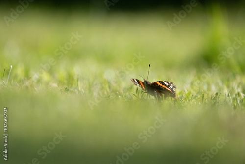 Papillon au sol