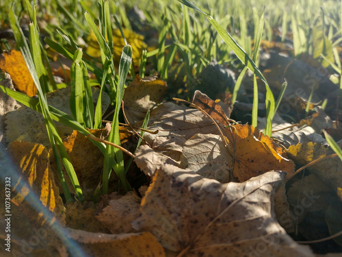 Autumn yellow leaves on green grass in sunligh. photo