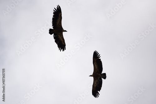 Duo de vautours