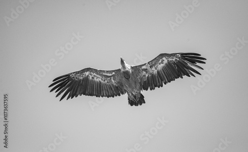 Vautour fauve  photo