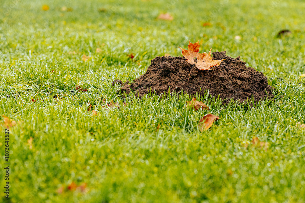 A fresh molehill of dark soil sits on a grassy lawn, topped with a dry oak leaf. The ground is covered in dew, indicating a cool, damp environment. A fresh molehill of dark soil sits on a grassy lawn, topped with a dry oak leaf. The ground is covered in dew, indicating a cool, damp environment.