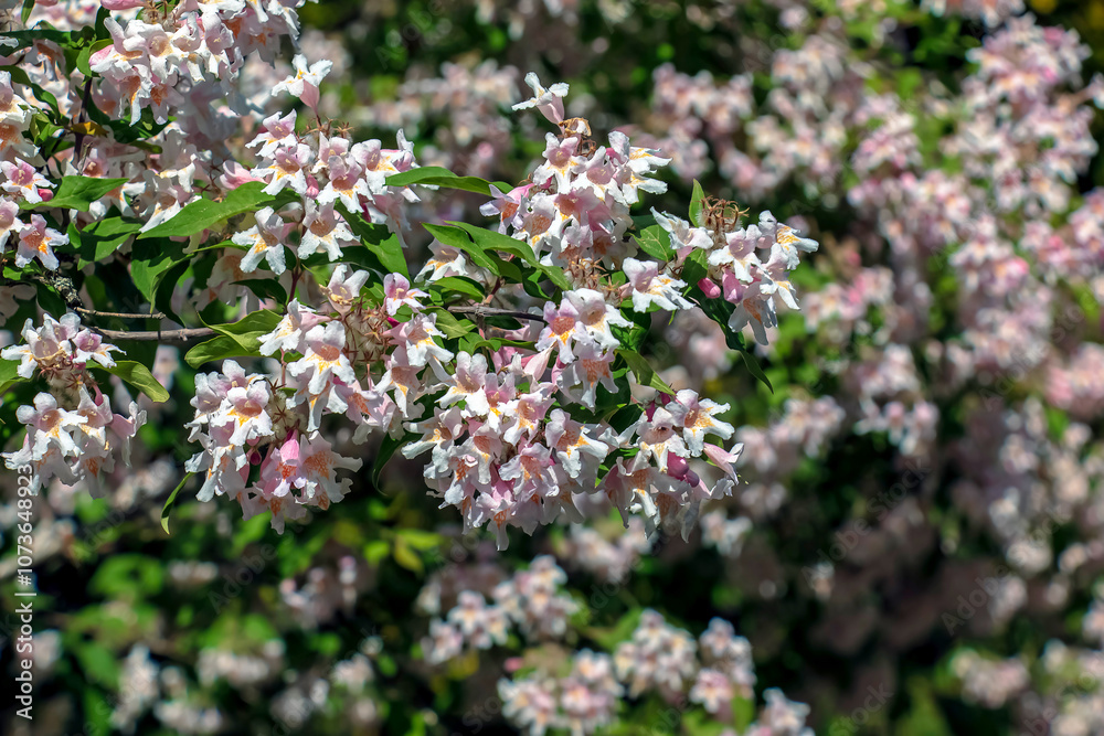 White pink kolkvitsia flowers in spring. Kolkwitzia amabilis is a shrub of the family Caprifoliaceae. White pink kolkvitsia flowers in spring. Kolkwitzia amabilis is a shrub of the family Caprifoliaceae.