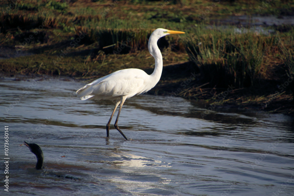 A view of a Great White Egret in the water at Venus Pool Nature Reserve A view of a Great White Egret in the water at Venus Pool Nature Reserve