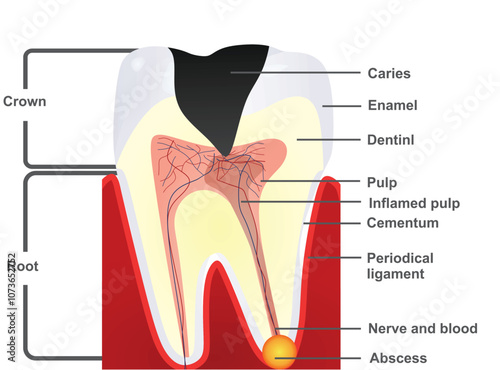 Isolated teeth structure. vector illustration