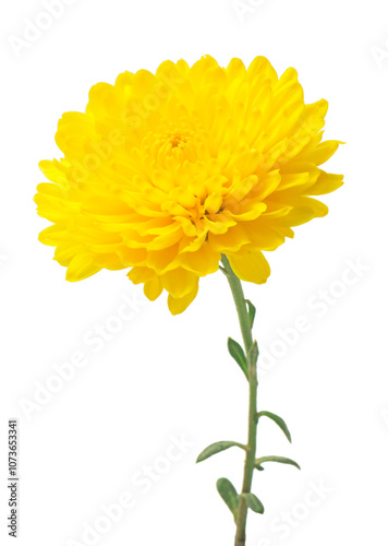 Yellow  chrysanthemum flowers isolated on white.
