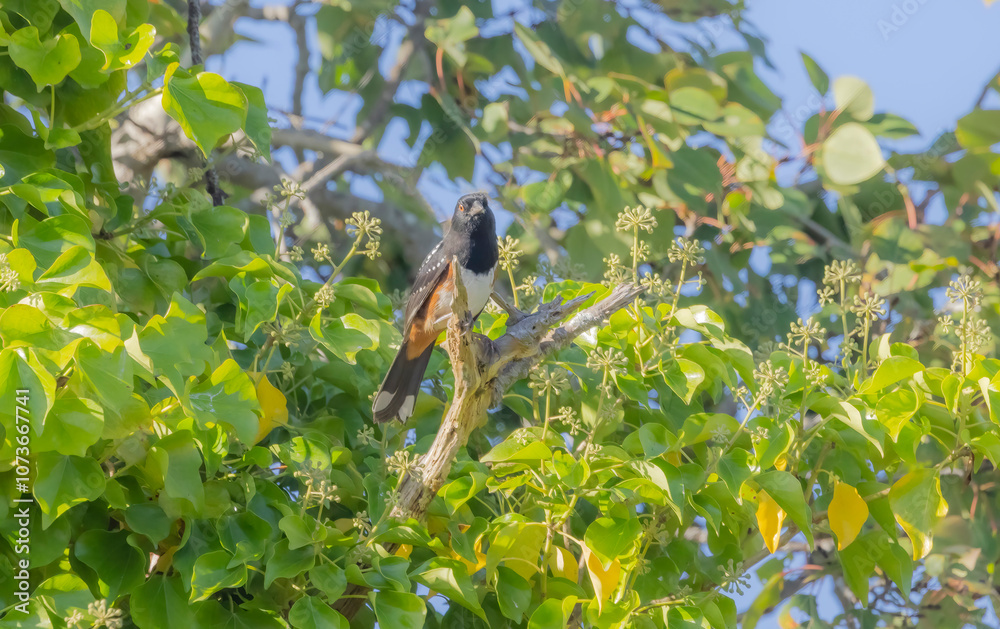 Obraz premium Spotted Towhee In Tree