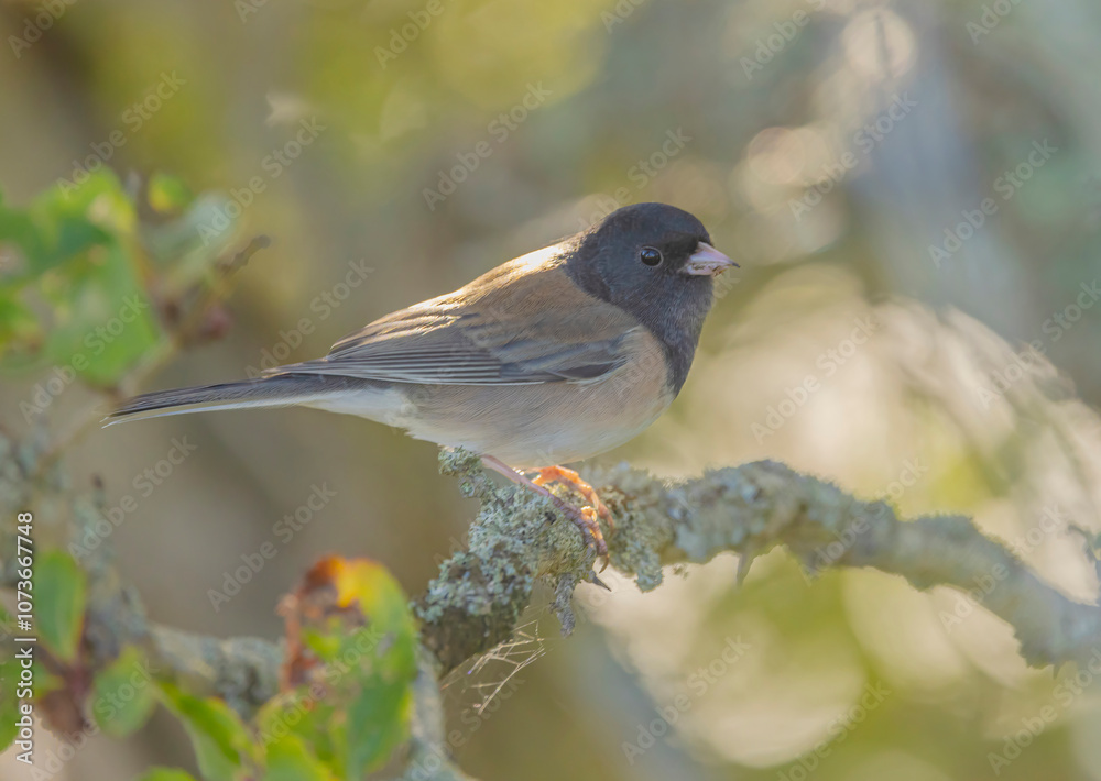 Obraz premium Dark-eyed Junco